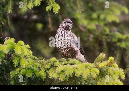 Flecknussknacker (Nucifraga caryocatactes), sitzt auf einem Zweig in einer Tanne, Schweiz, Europa Stockfoto