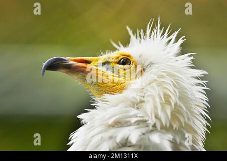 Ägyptischer Geier (Neophron percnopterus), in Gefangenschaft, Deutschland, Europa Stockfoto