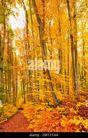 Waldweg durch verfärbte Kupferbuche (Fagus sylvatica), Herbstwald, Lindenberg, Kanton Aargau, Schweiz, Europa Stockfoto