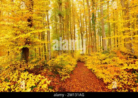 Waldweg durch verfärbte Kupferbuche (Fagus sylvatica), Herbstwald, Lindenberg, Kanton Aargau, Schweiz, Europa Stockfoto