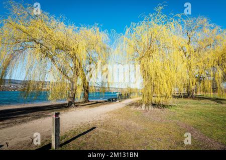 Frei-Weinheim, Anfang des Frühlings, Ingelheim-Nord, Nachmittag, Rheinaue, Rheinpromenade, Bäume, Rheinhessen, Weiden, Promenade, Stockfoto