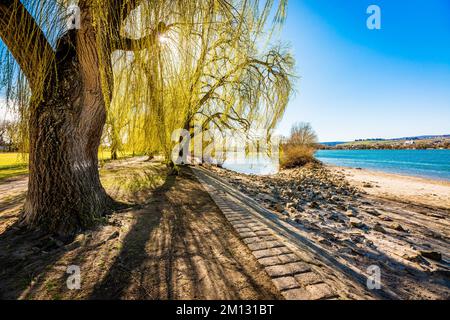 Frei-Weinheim, Anfang des Frühlings, Ingelheim-Nord, Nachmittag, Rheinaue, Rheinpromenade, Bäume, Rheinhessen, Weiden, Promenade, Stockfoto