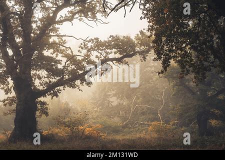 Alte Eichen im Naturschutzgebiet Dönche in Kassel, herbstliche, mystische Atmosphäre mit Nebel, durch die Äste kann man ein Haus sehen Stockfoto