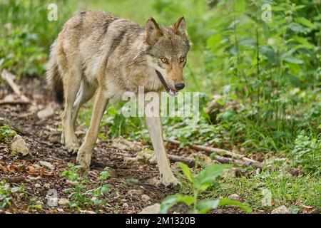 Grauer Wolf (Canis lupus), Erwachsener, Gefangener, Schweiz, Europa Stockfoto