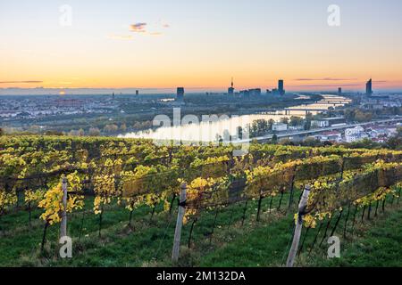 Wien, Sonnenaufgang in Wien, Weinberge, Donau (Donau), Donauturm, DC Tower 1, Millennium Tower, Blick vom Hügel Nußberg im Jahr 00. Übersicht, Österreich Stockfoto