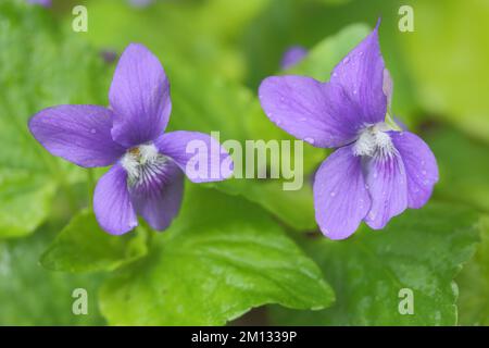 Zwei Blüten des Holzvioletts (Viola riviniana), Natur, Familie Violet, Violaceae, Malpighiaceae, Malpighiales, Plant, Monbijou, Zweibrücken, Rhinela Stockfoto