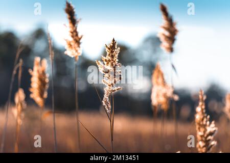 Sun Shining on the Reeds in einem Sumpf Stockfoto