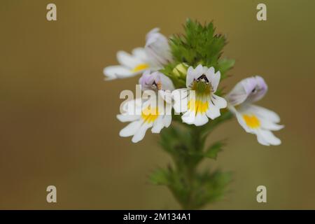 Gelbschwanz (Euphrasia rostkoviana), Detail, Natur, Gelbschwanz, Gelbschwanz, Gelbschwanz, Großaugen, Ringaugen, Brownroot-Familie, Scrophul Stockfoto