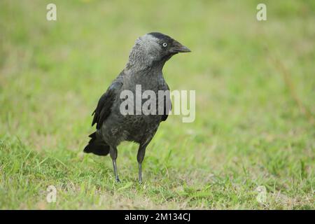 Westliche Jackdaw (Corvus monedula) in Graswiesen, Oudeschild, Texel, Nordholland, Holland, Niederlande Stockfoto