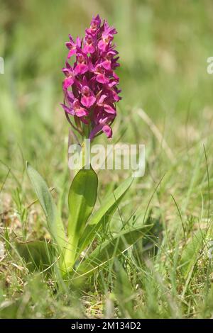 Greater early purple Orchidee (Orchis mascula), Mont Lozere, Le Pont de Montvert, Cévennes, Massif Central, Frankreich, Europa Stockfoto