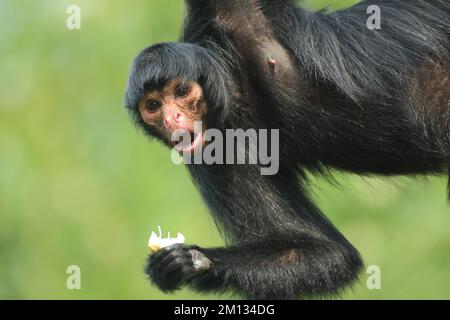 Roter Spinnenaffe (Ateles paniscus), Porträt, Fütterung, Hängen, Klettern, Kopfüber, wundernd, starrend, Mund, offen, Unverlierbar Stockfoto