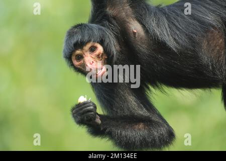 Roter Spinnenaffe (Ateles paniscus), Porträt, Fütterung, Hängen, Klettern, Auf den Kopf gestellt, gefangen Stockfoto