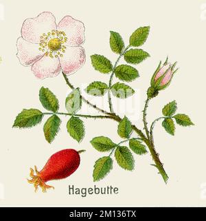 Dog Rose Rosa canina, (Botanisches Buch, 1908), Hundsrose Stockfoto