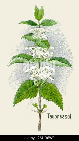White Nettle Lamium Album, (Botanikbuch, 1908), Weiße Taubnessel Stockfoto