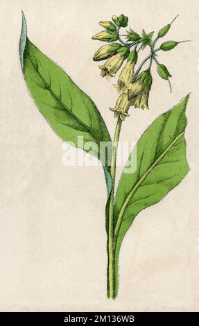 Comfrey Symphytum officinale, (Botanisches Buch, 1879), Echter Beinwell Stockfoto