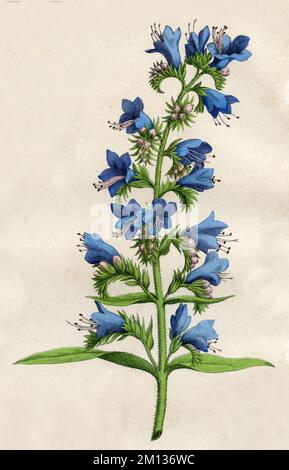 viper's Bugloss Echium vulgare, (Botanisches Buch, 1879), gewöhnlicher Natternkopf Stockfoto