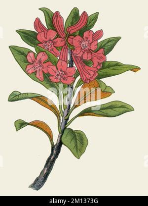 alpenrose Rhododendron ferrugineum, (Botanisches Buch, 1925), Rostblättrige Alpenrose Stockfoto