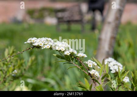 Nahaufnahme der blühenden Thunbergs Meadowsweet (Spirea thunbergii) Blumen Stockfoto