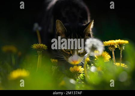 Ein britisches Shorthair Tabby und eine weiße Hauskatze schnüffeln an einer von mehreren Löwenblumen in diesem Frühlingsbild. Stockfoto