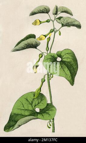 birthwort Aristolochia clematitis, (Botanisches Buch, 1879), Aufrechte Osterluzei Stockfoto