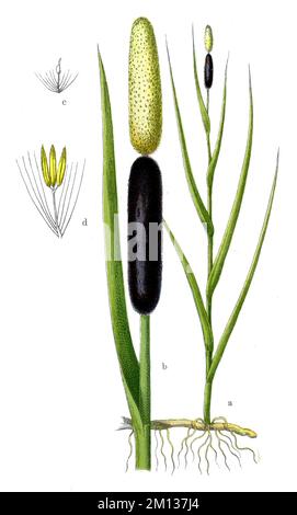 Bulrush Typha latifolia, (Botanisches Buch, 1909), Breitblättriger Rohrkolben Stockfoto