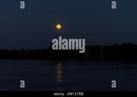 Vollmondnacht im Amazonas-Wald am Amazonas-Fluss Stockfoto