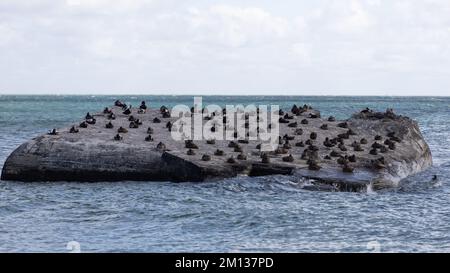 Eine Herde Kormorane, die auf einem großen Felsen in der Nordsee in Skagen, Dänemark, ruht Stockfoto