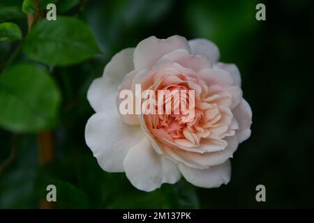 Eine Nahaufnahme einer wunderschönen Gartenrose. Stockfoto