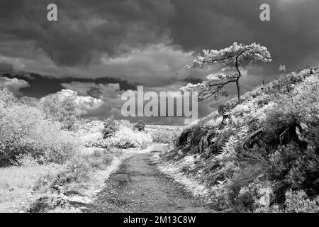 Schwarz-Weiß-Infrarotbild der Landschaft, auf der ein einzelner Baum über dem Fußweg liegt cannock verfolgt aonb Countryside staffordshire england uk Stockfoto