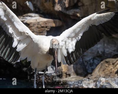 Ein Holzstorch, Mycteria americana Stockfoto