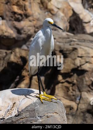 Ein verschneiter Reiher, Egretta thula Stockfoto