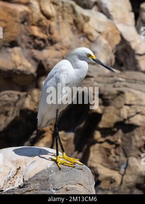 Ein verschneiter Reiher, Egretta thula Stockfoto