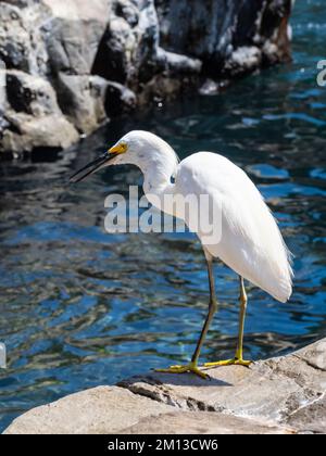 Ein verschneiter Reiher, Egretta thula, der auf Essen wartet. Stockfoto