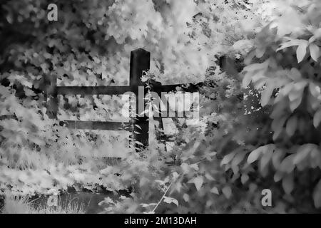 Kunstfoto der Natur in Schwarz-Weiß, ein Bild der Natur im Sommer in den Wäldern und Wäldern von Cannock Chase AONB Stockfoto