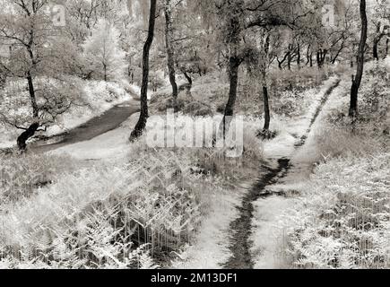 Schwarzweiß-Kunstfoto in alten Eichenwäldern in einem Gebiet mit Silver Birch Trees und gewundenen Fußwegen auf Cannock Chase AONB, Stockfoto