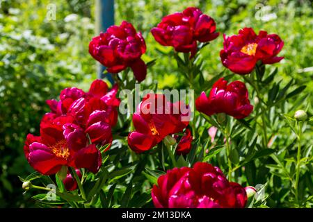 Krautige Pfingstrosen Chervonnyj Oksamit in Blumen Stockfoto