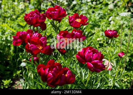 Krautige Pfingstrosen Chervonnyj Oksamit in Blumen Stockfoto