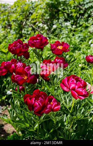 Krautige Pfingstrosen Chervonnyj Oksamit in Blumen Stockfoto