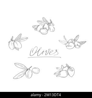 Oliven fertig. Darstellung des Konturvektors isoliert auf weißem Hintergrund im Skizzenstil. Stock Vektor