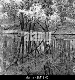 Schwarzweißfoto von Reflexionen am Pool im Frühling auf Cannock Chase AONB Area of Outstanding Natural Beauty in Staffordshire, England Stockfoto