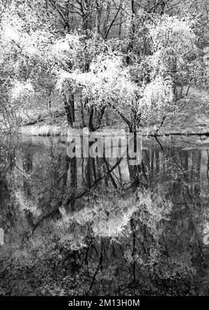 Schwarzweißfoto im Pool im Frühling auf Cannock Chase AONB Area of Outstanding Natural Beauty in Staffordshire, England Stockfoto