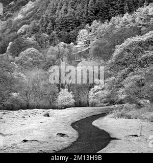 North Snowdonia Berghang Forest von der Aber Falls Landstraße in der Nähe von Llanfairfechan aus gesehen Stockfoto