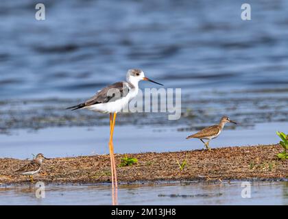 Ein Schwarzflügelpfahl (Himantopus himantopus) und zwei gewöhnliche Sandpipers (Actitis hypoleucos), die in der Nähe von Wasser stehen Stockfoto