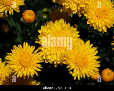Kräftiges Gelb und Gold eines Chrysanthemums (Chrysanthemum x Grandiflorum) im Sommer in einem Garten in Ottawa, ONTARIO, Kanada. Stockfoto