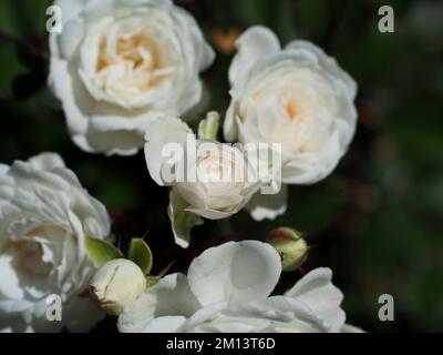 In Ottawa, ONTARIO, Kanada, blüht eine fabelhafte weiße Moschusrose (Rosa moschata) in einem Garten. Stockfoto