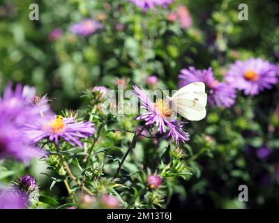 Kohlweiß (Pieris rapae) Schmetterling auf einem lilafarbenen Aster (Symphyotrichum oblongifolium) in einem Garten in Ottawa, ON, Kanada. Stockfoto