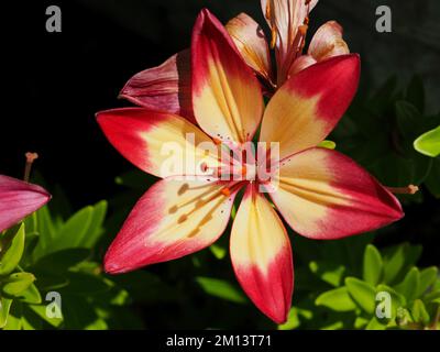 Berühmte rote, gelbe und orangefarbene Lilien (Lilium bulbiferum) blühen in einem Garten in Ottawa, ON, Kanada. Stockfoto