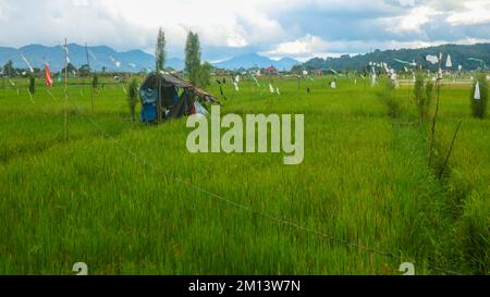 Hütte inmitten wunderschöner Reisfelder mit bewölktem Himmel Stockfoto