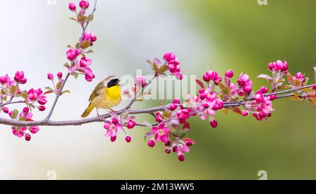 Männliche Gelbkehlchen im nördlichen Wisconsin. Stockfoto