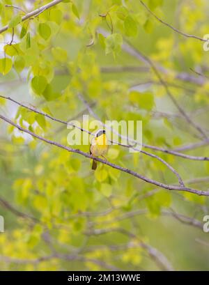 Männliche Gelbkehlchen im nördlichen Wisconsin. Stockfoto